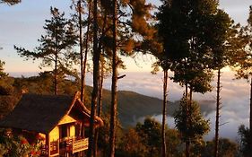 Pine Wood